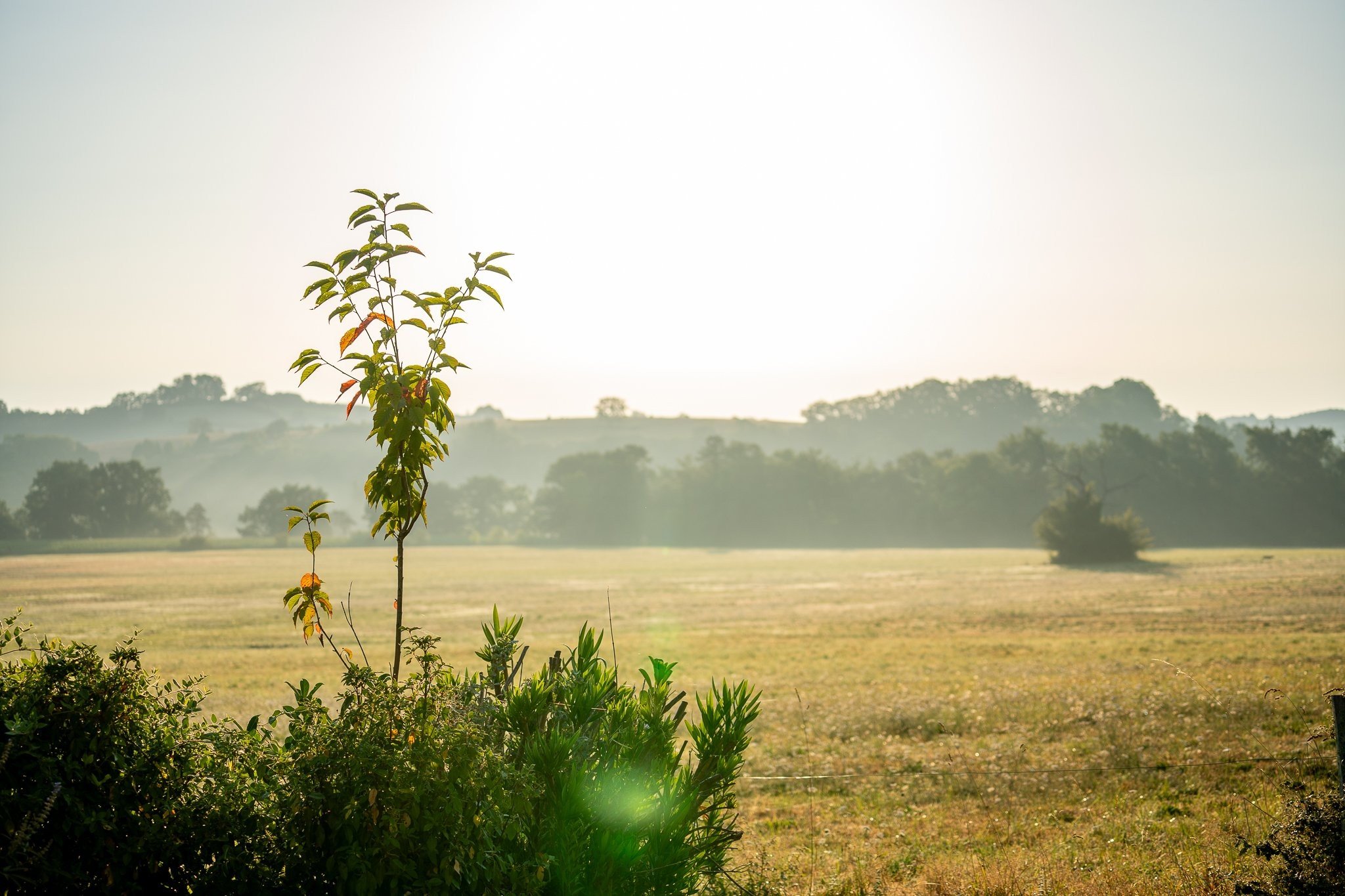 Cazaleres prosuco lr 374